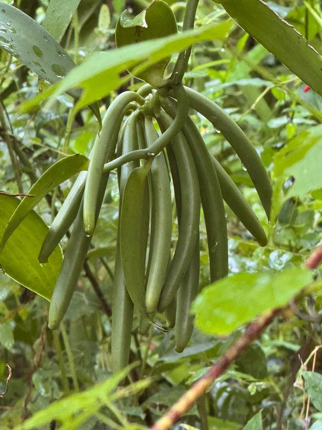 Vanilleschoten aus Madagaskar nach der Ernte