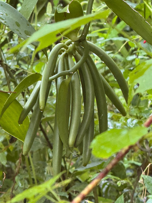 Vanilleschoten aus Madagaskar nach der Ernte